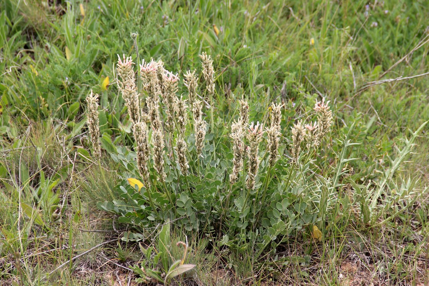 Image of Astragalus platyphyllus specimen.