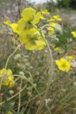 Helianthemum georgicum