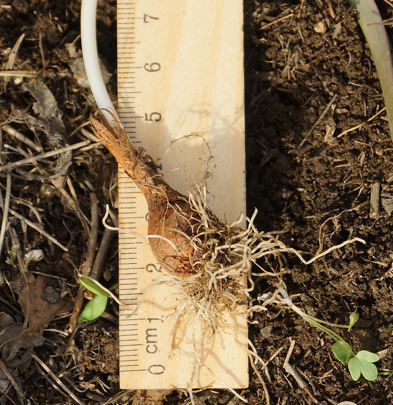 Image of Tulipa patens specimen.