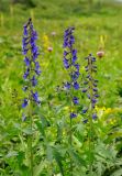 Delphinium elatum