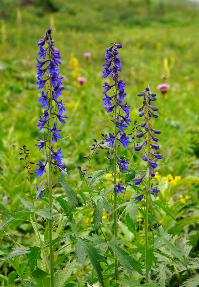 Изображение особи Delphinium elatum.