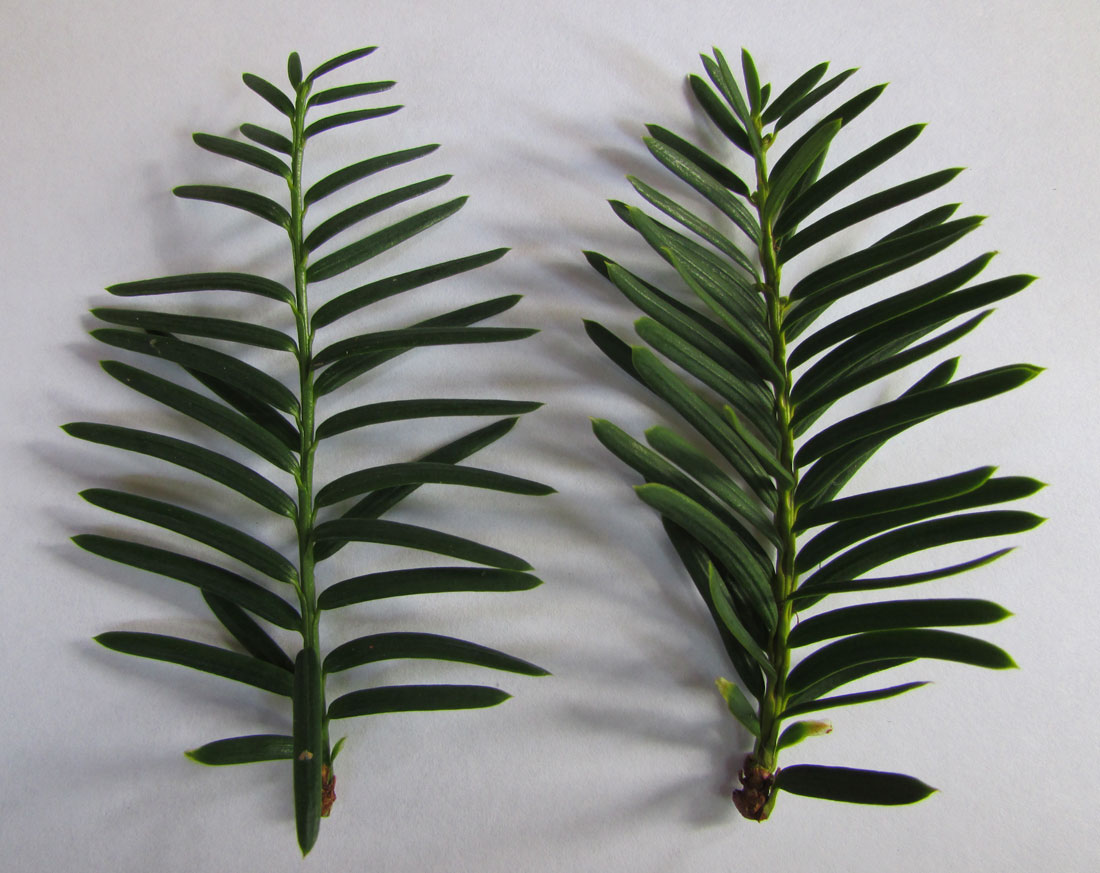 Image of Taxus cuspidata specimen.