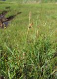 Carex panicea. Верхушка побега с колосками. Кабардино-Балкария, Эльбрусский р-н, долина р. Ирикчат, ок. 2700 м н.у.м., заболоченный луг. 06.08.2018.