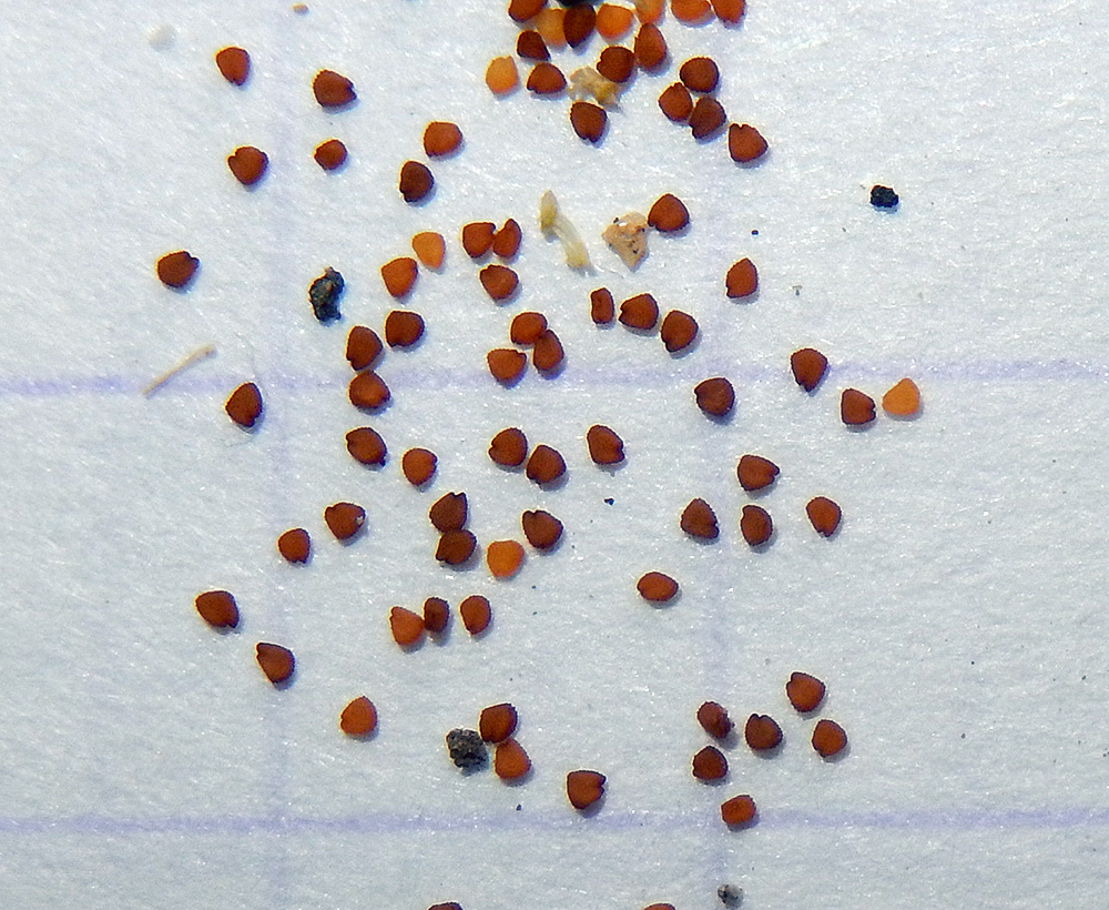 Изображение особи Cerastium semidecandrum.