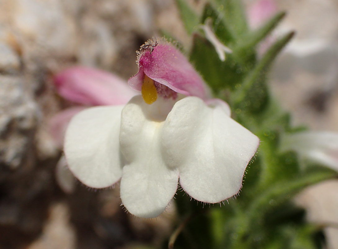 Image of Bellardia trixago specimen.