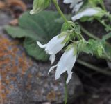 Campanula dolomitica. Цветки. Республика Северная Осетия-Алания, окр. с. Нижний Ларс, левый борт долины р. Терек, основание скалы. 30.07.2018.