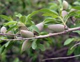 Amygdalus bucharica. Ветка с плодами. Узбекистан, Кашкадарьинская обл., на склоне при спуске с Китабского перевала. 30.04.2018.