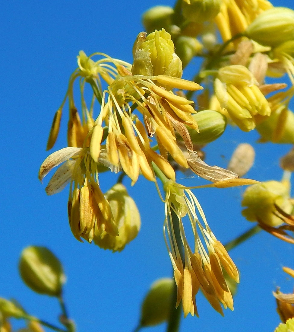 Image of genus Thalictrum specimen.