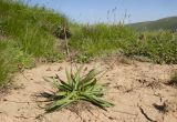 Plantago atrata