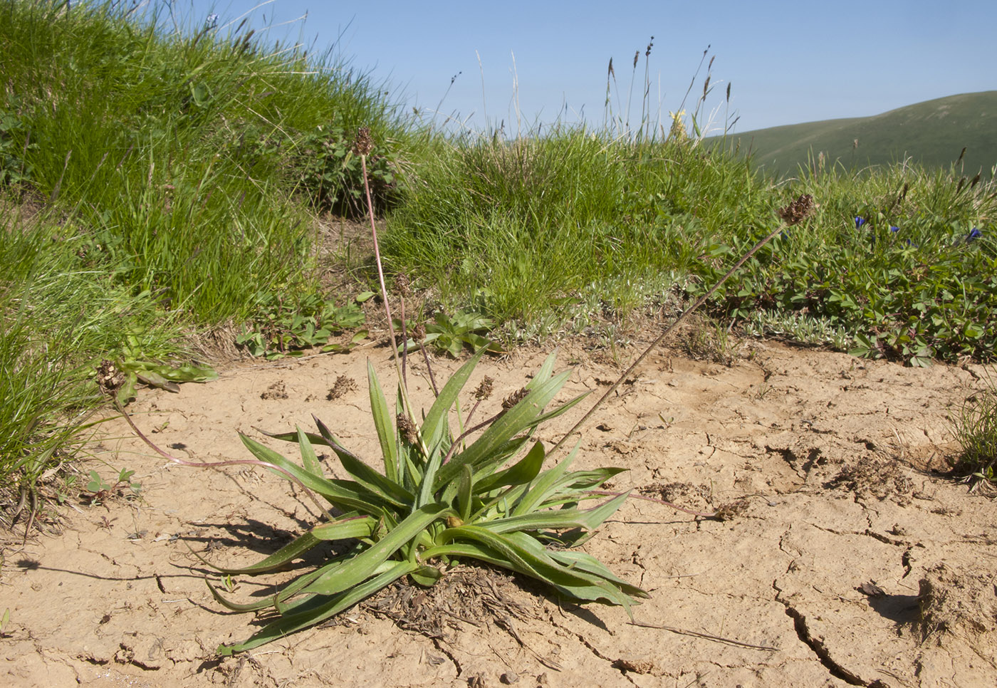 Изображение особи Plantago atrata.