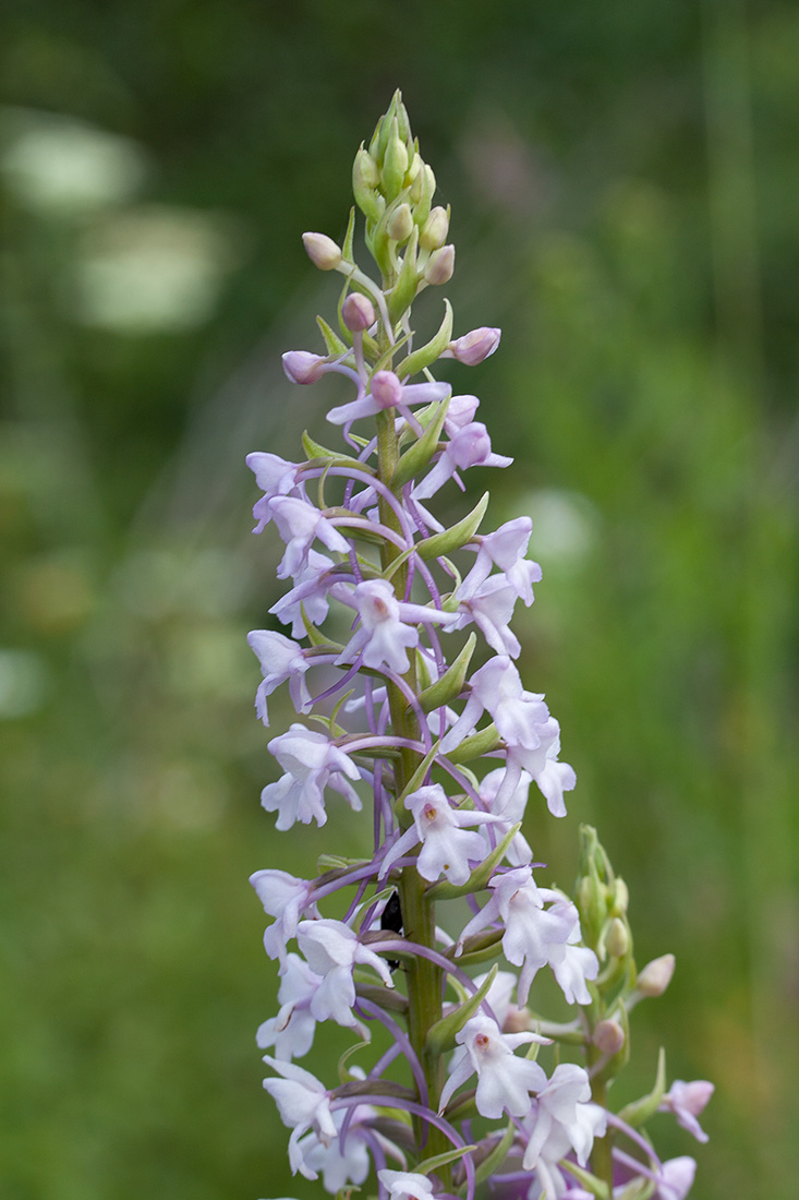 Image of Gymnadenia conopsea specimen.