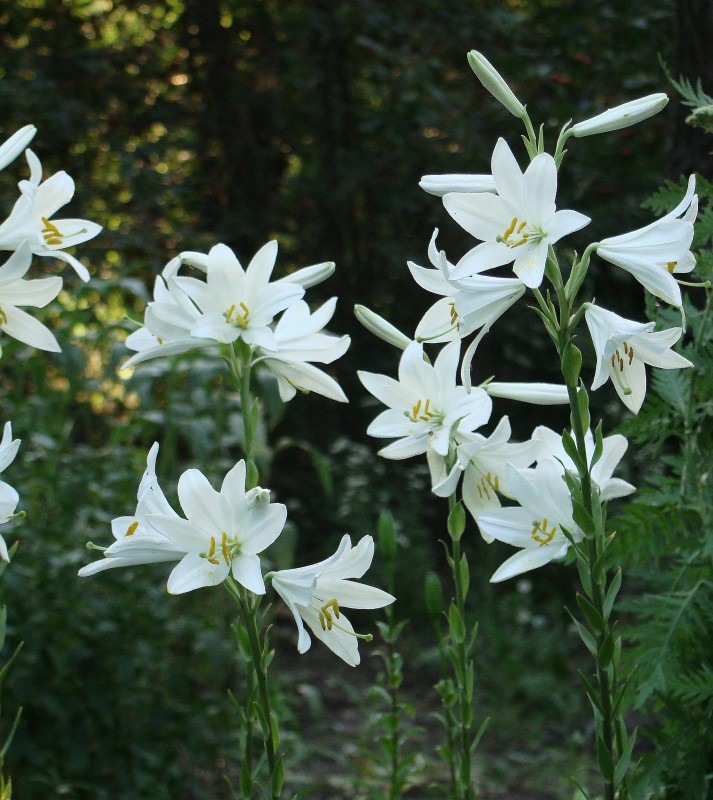 Изображение особи Lilium candidum.