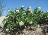 Argusia sibirica