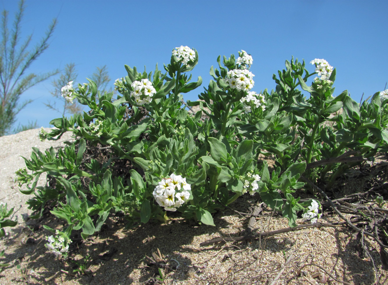 Image of Argusia sibirica specimen.