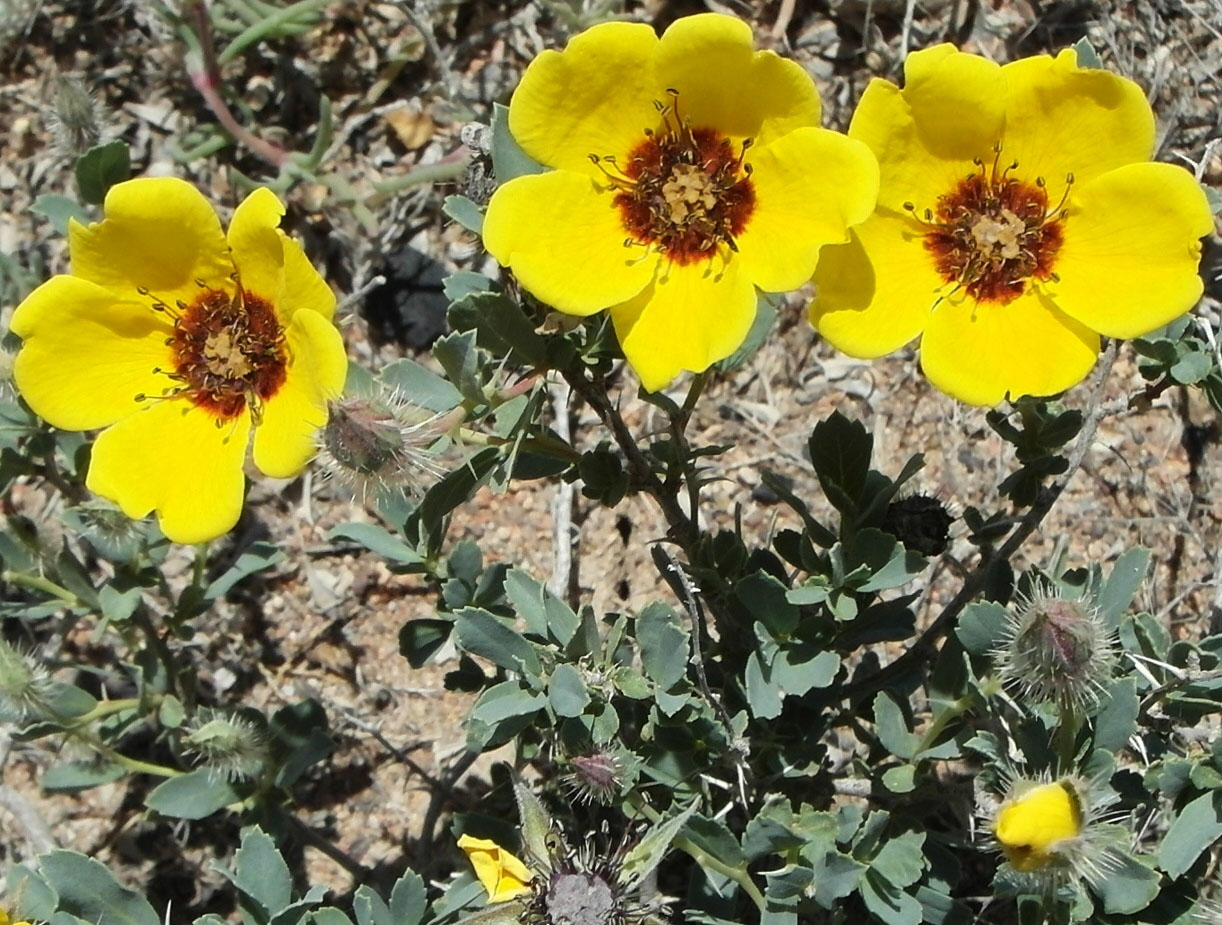 Image of Rosa berberifolia specimen.