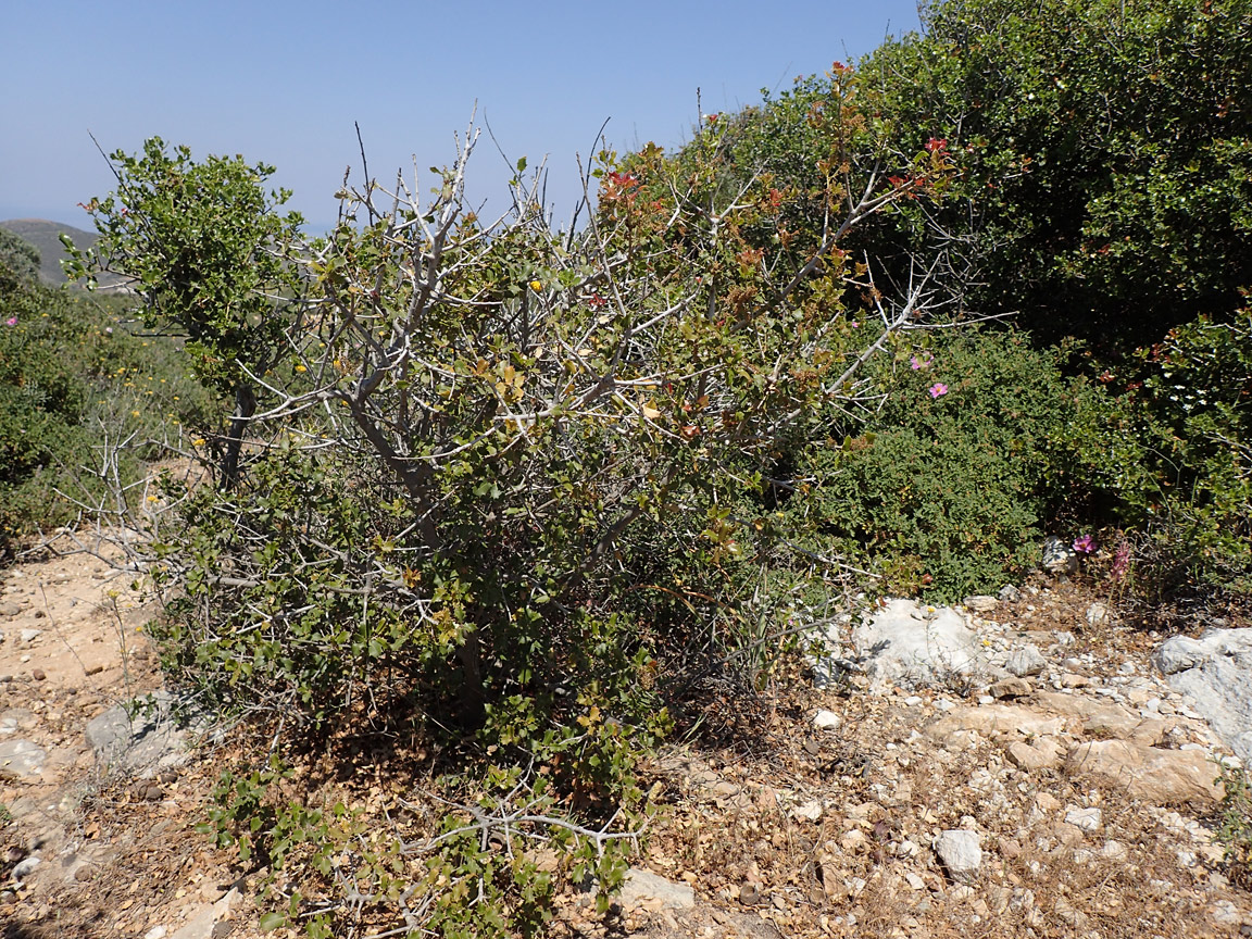 Изображение особи Quercus coccifera.