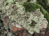 Lecanora argopholis. Таллом с апотециями. Кабардино-Балкария, Эльбрусский р-н, окр. пос. Эльбрус, ок. 1800 м н.у.м., скальный выход. 09.08.2018.