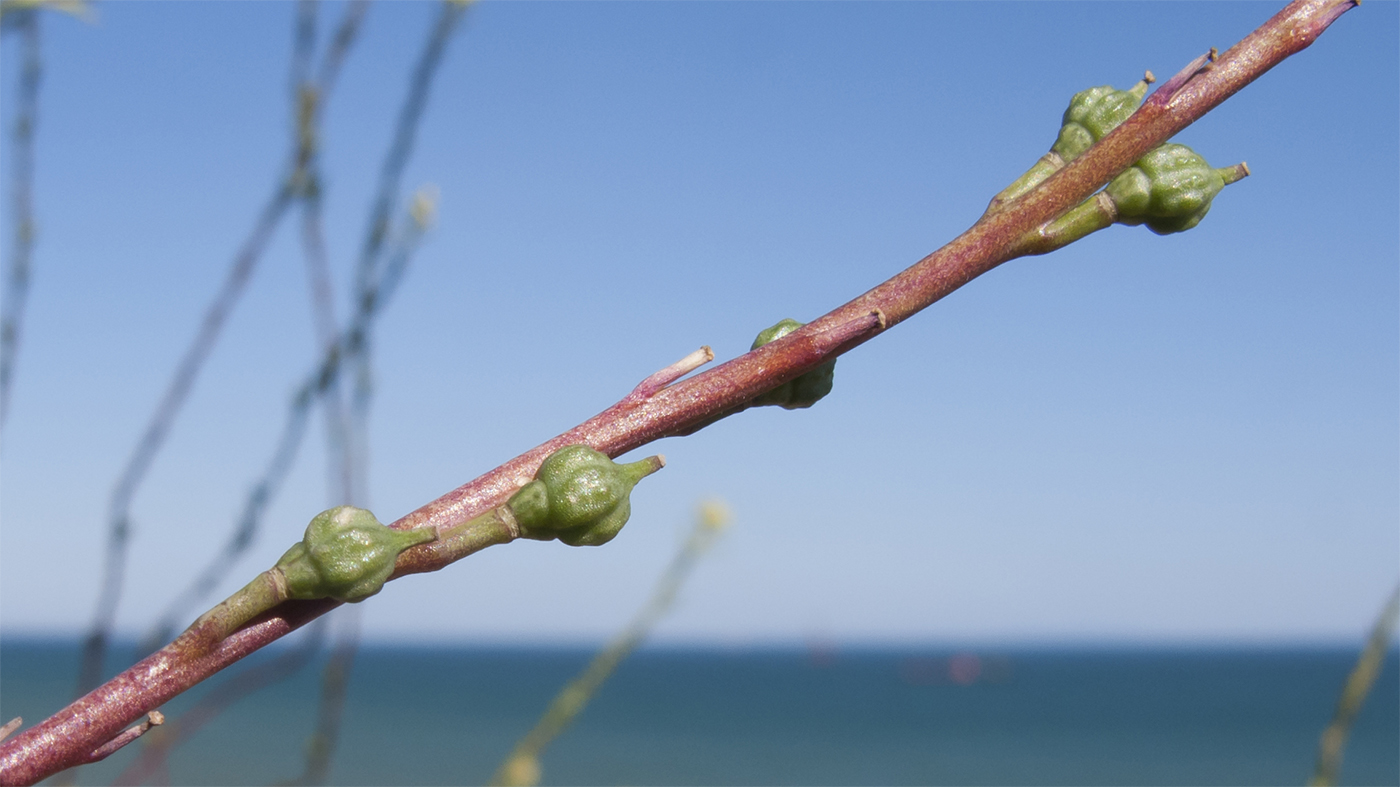 Изображение особи Rapistrum rugosum.