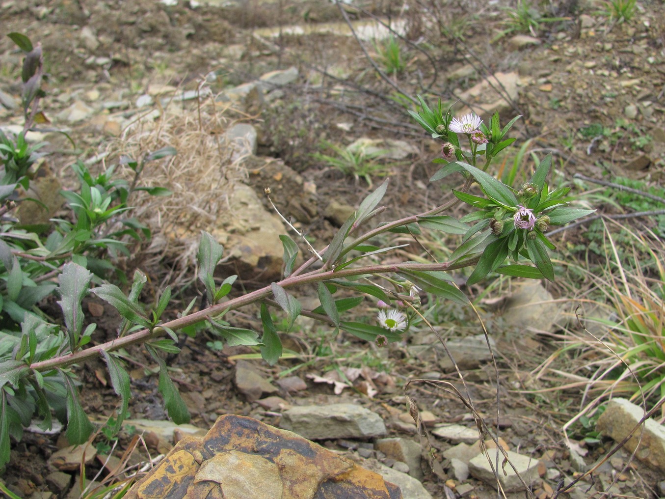 Image of Erigeron annuus specimen.