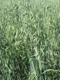 Avena sativa