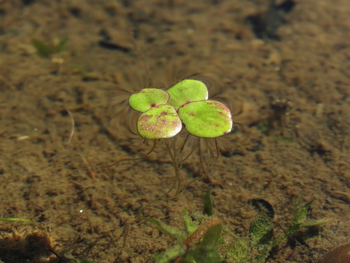 Изображение особи Spirodela polyrhiza.