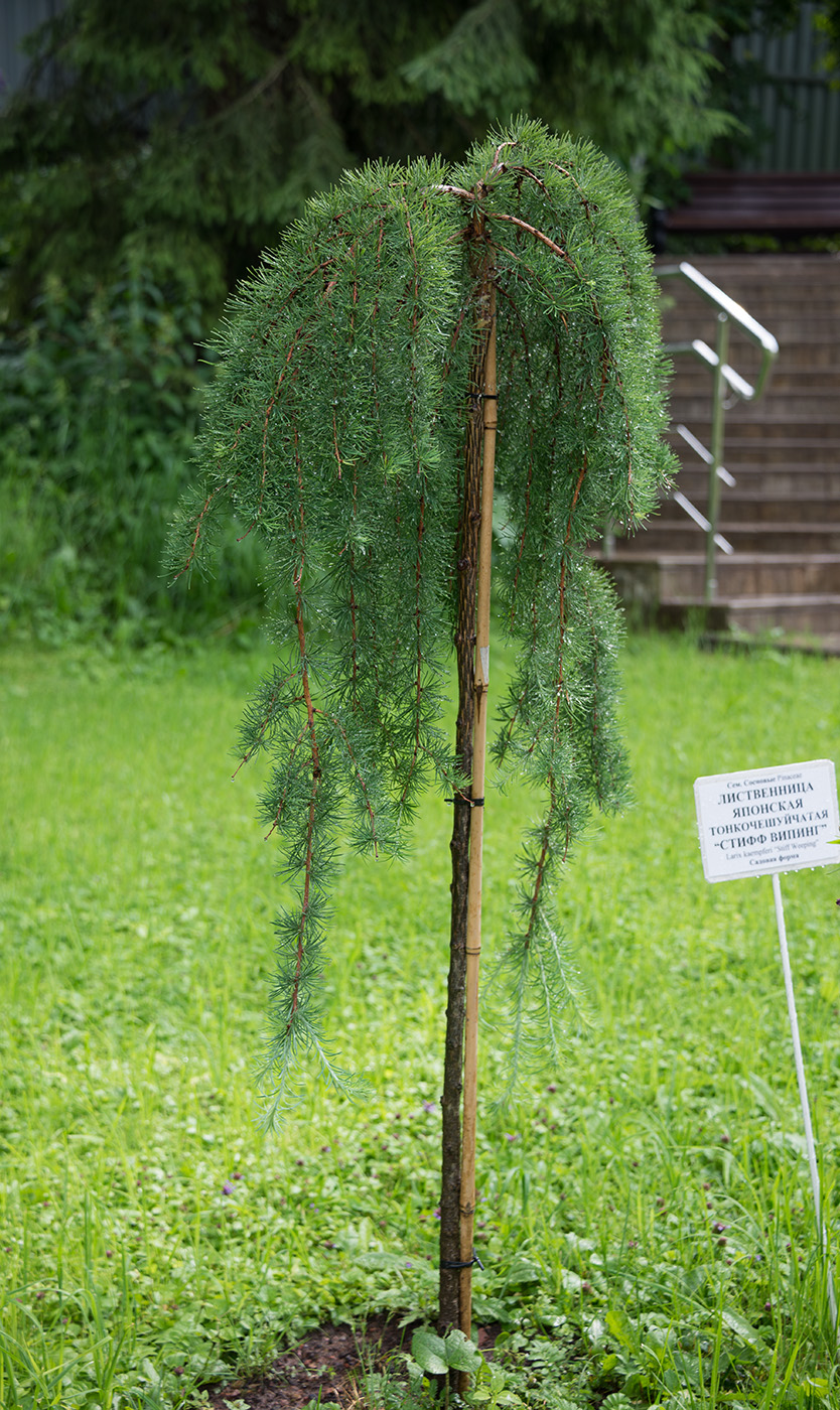 Image of Larix kaempferi specimen.