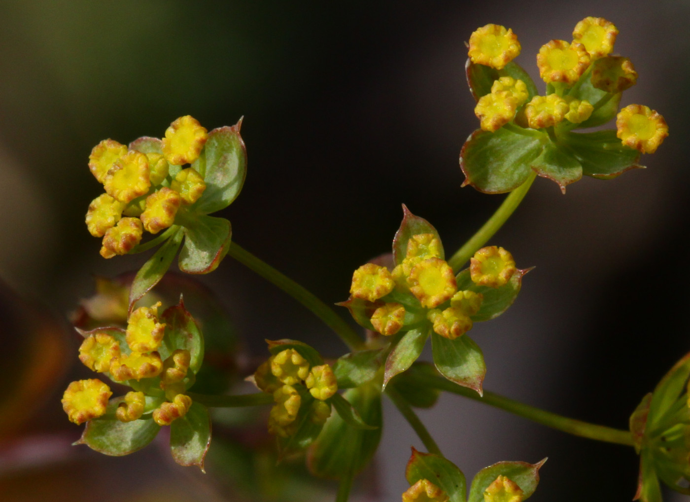 Image of Bupleurum rischawii specimen.
