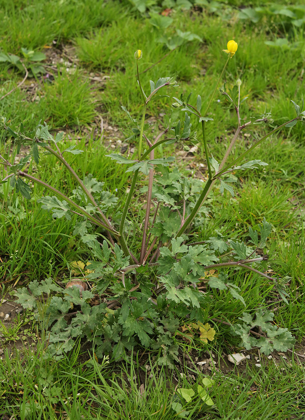 Изображение особи Ranunculus sardous.