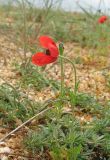 Papaver minus. Цветущее и отцветшее растения. Крым, Арабатская стрелка, сообщество псаммофитов. 2 мая 2019 г.