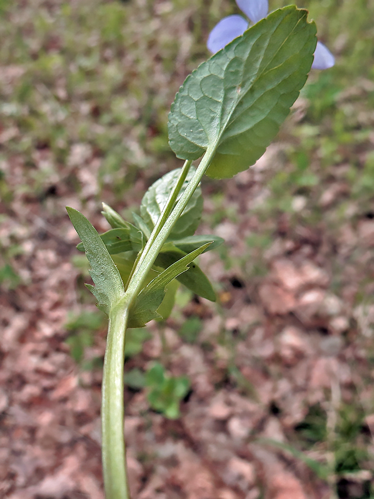 Image of Viola canina specimen.