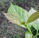 Calycanthus chinensis. Верхушка побега с листом и бутоном. Московская обл., Щёлковский р-н, в культуре. 20.05.2019.