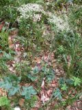 Laserpitium alpinum