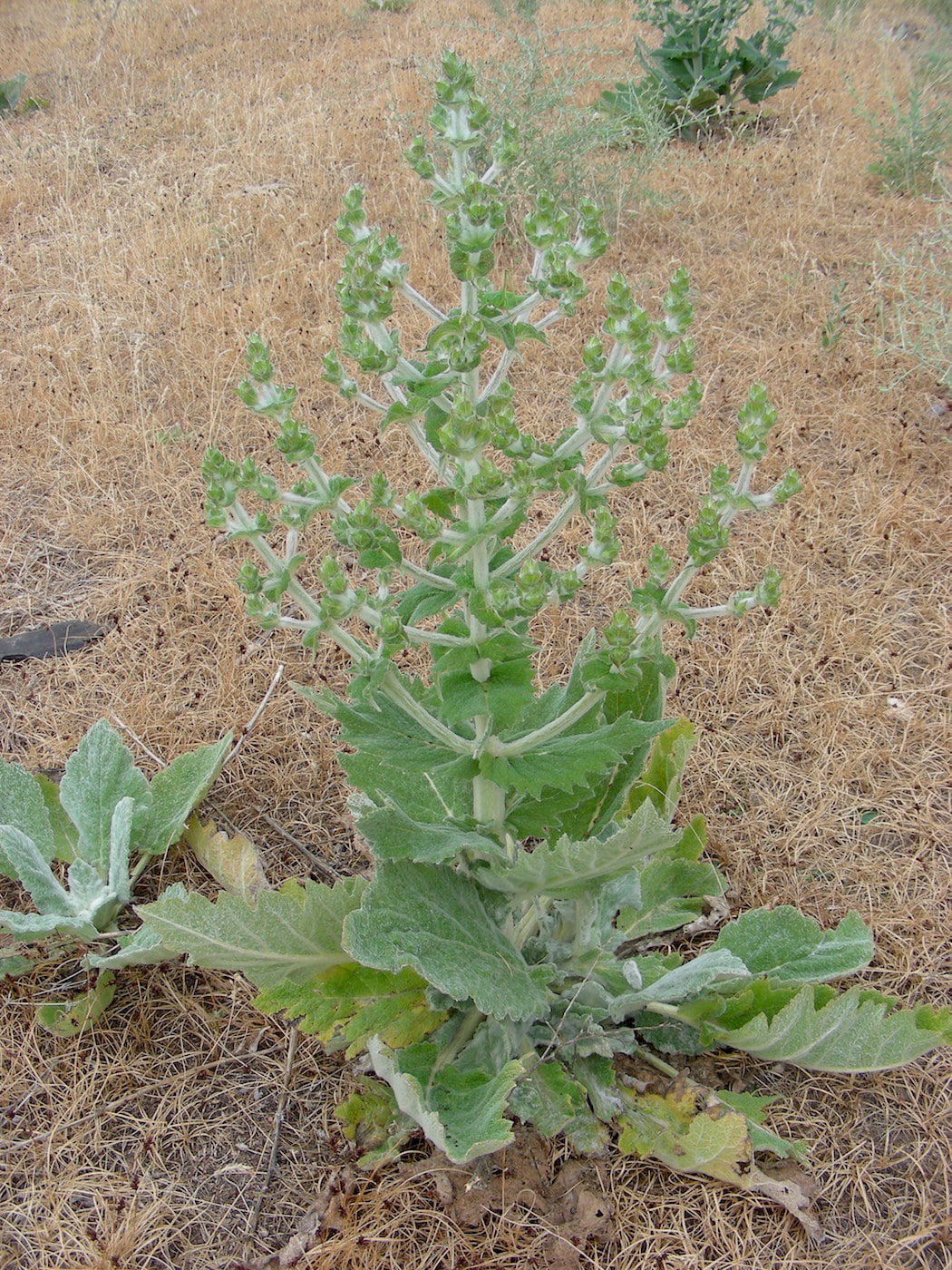 Image of Salvia aethiopis specimen.