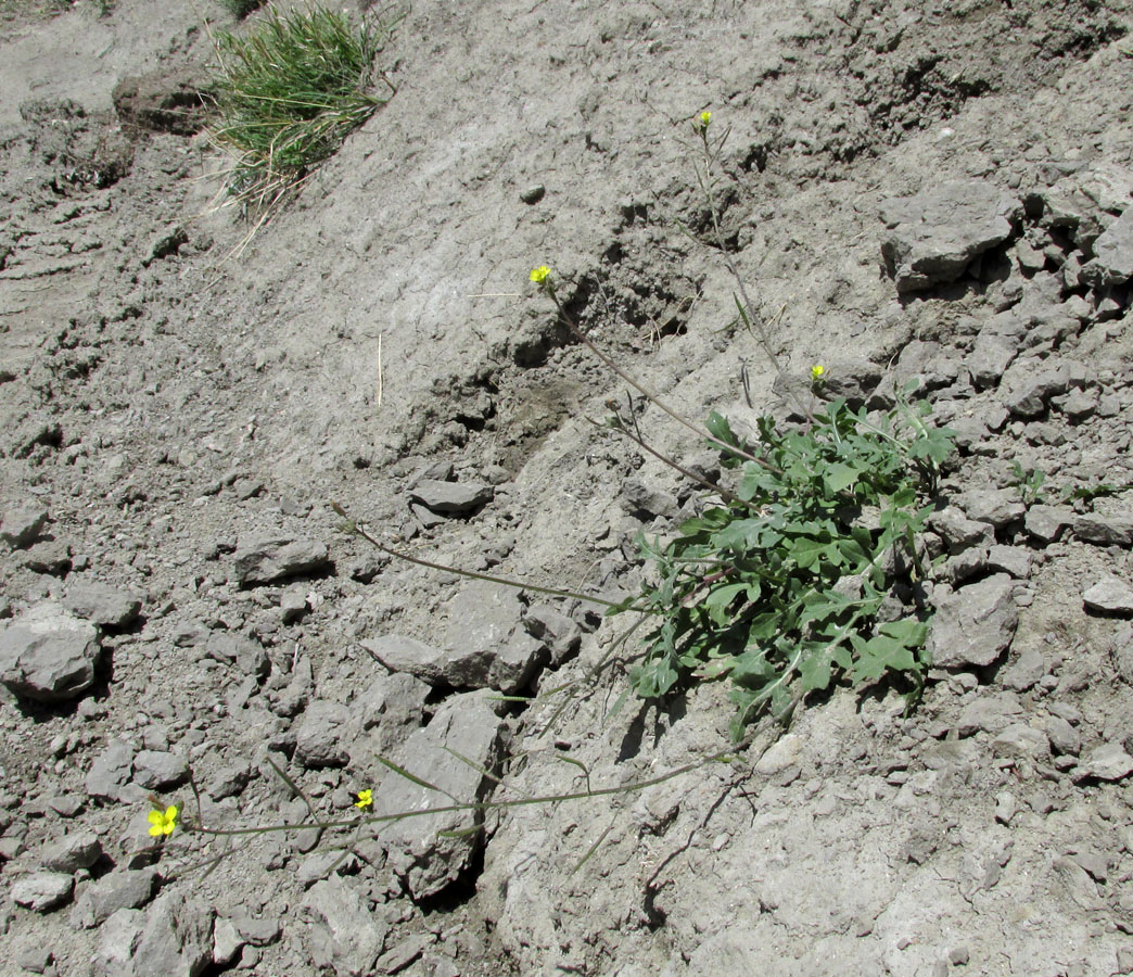 Image of Diplotaxis muralis specimen.