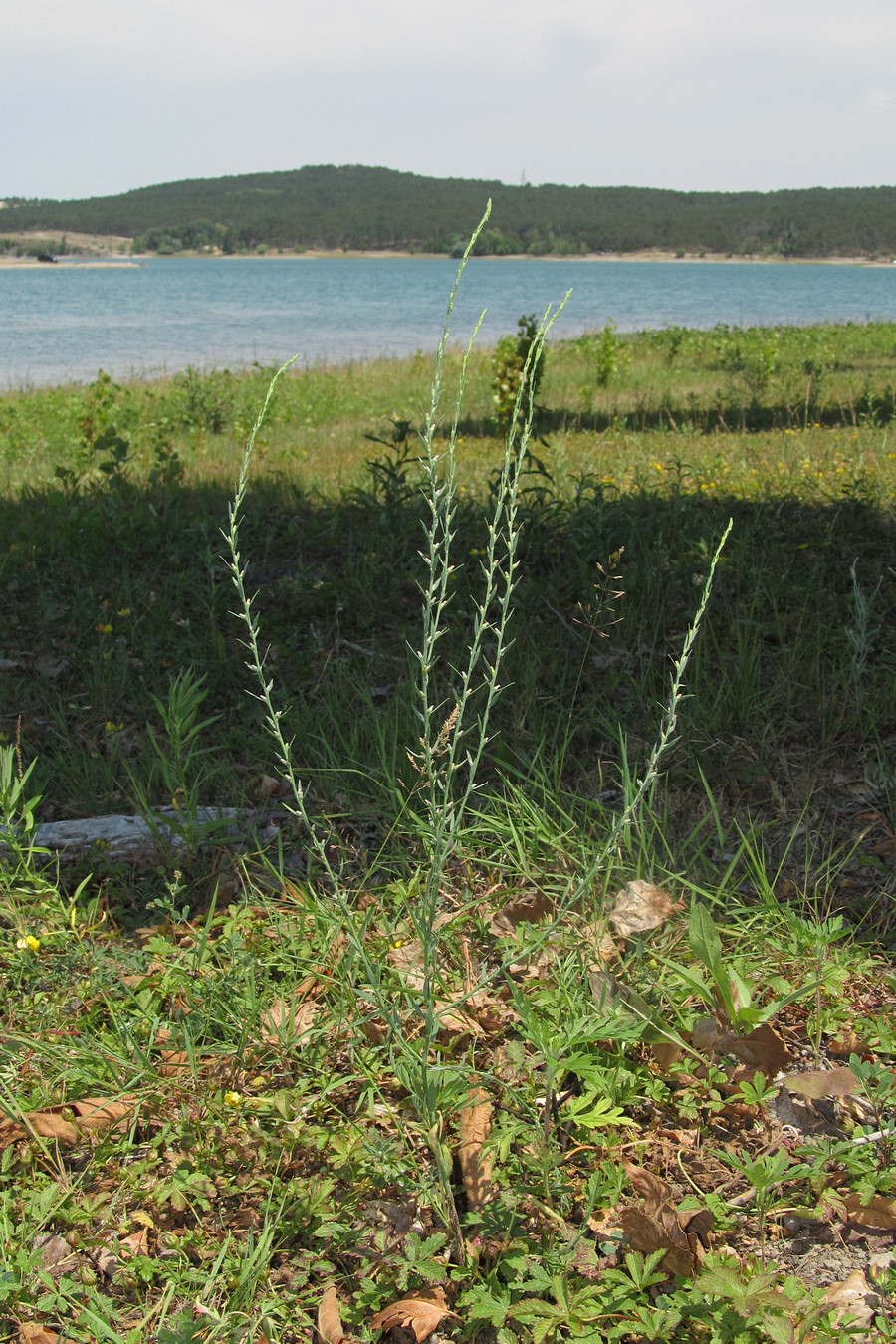 Image of Thymelaea passerina specimen.