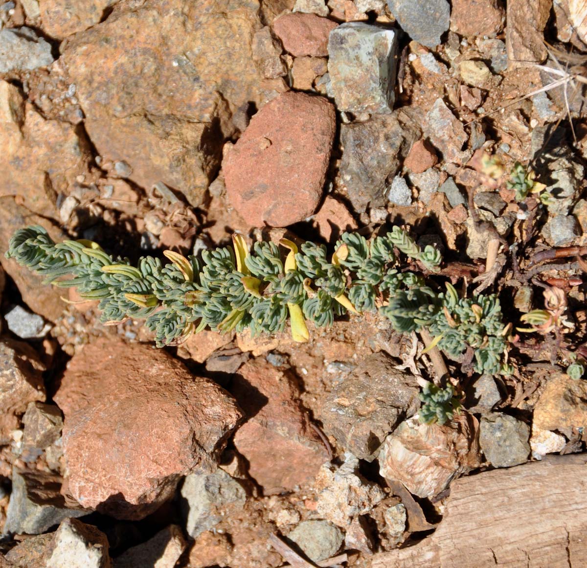 Image of Hypericum confertum ssp. stenobotrys specimen.