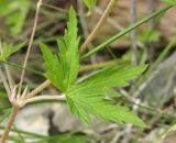 Geranium sibiricum. Лист и часть стебля. Алтай, 24 км СЗЗ с. Акташ, долина р. Чуя, каменистая осыпь. 7 июля 2019 г.