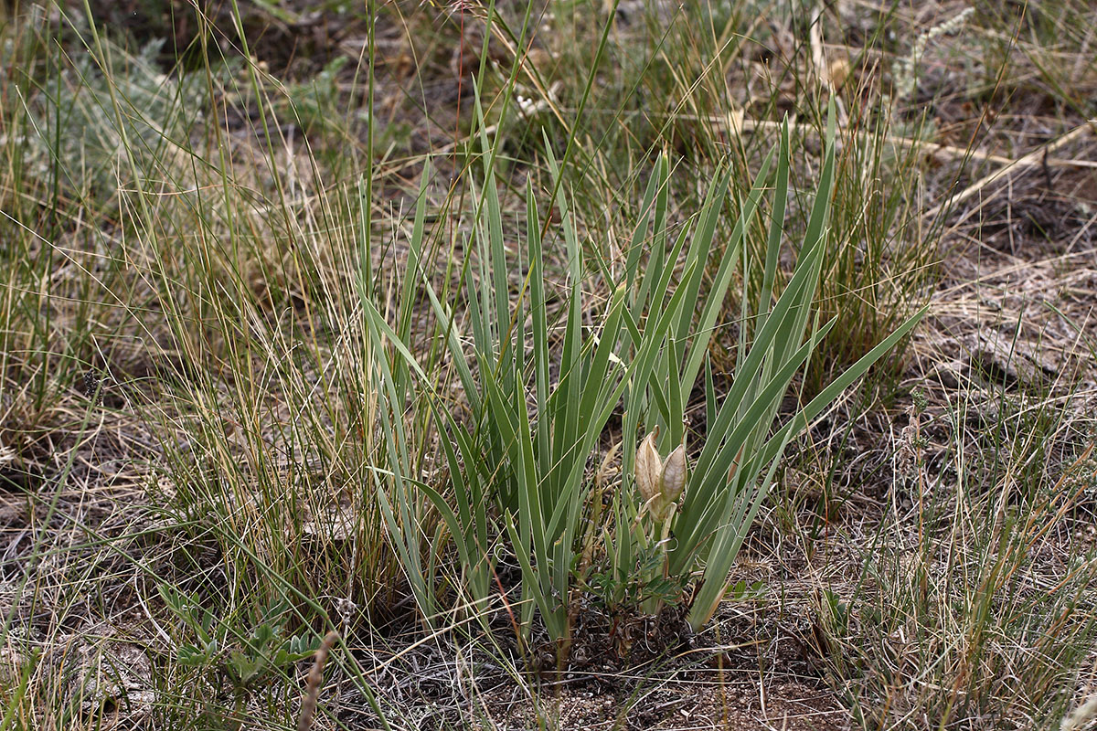 Image of genus Iris specimen.