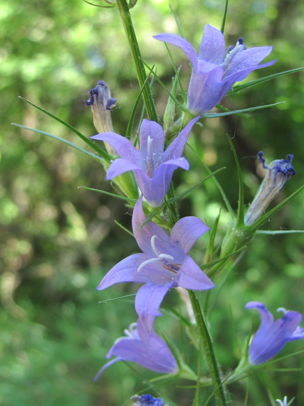 Изображение особи Campanula lambertiana.