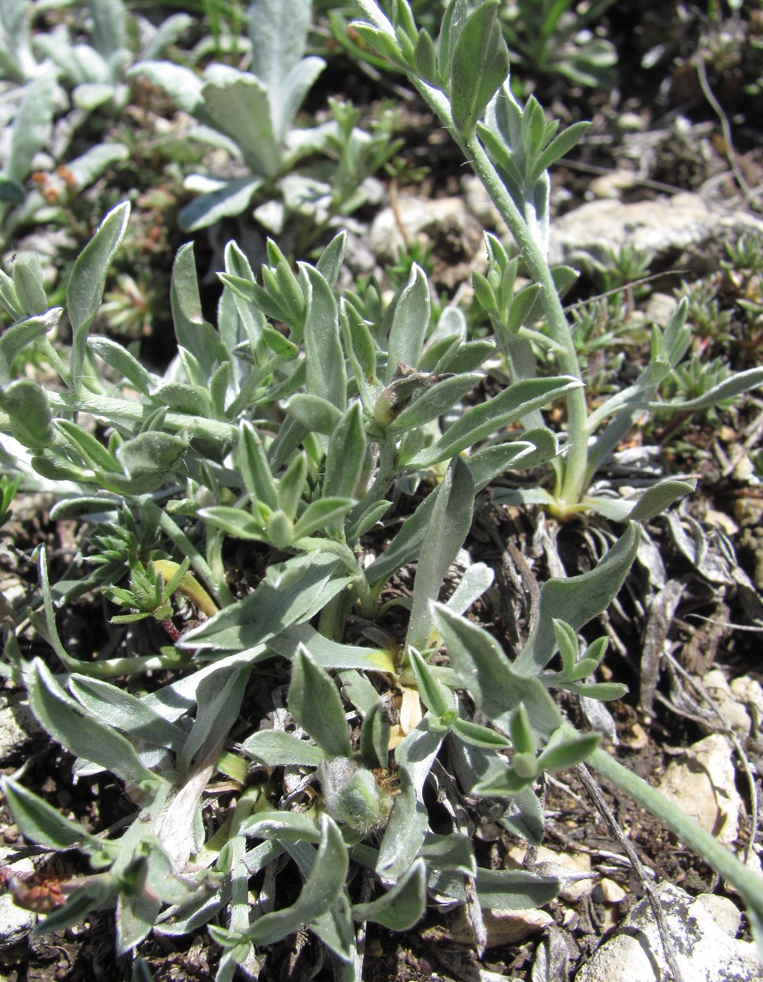 Image of Convolvulus ruprechtii specimen.