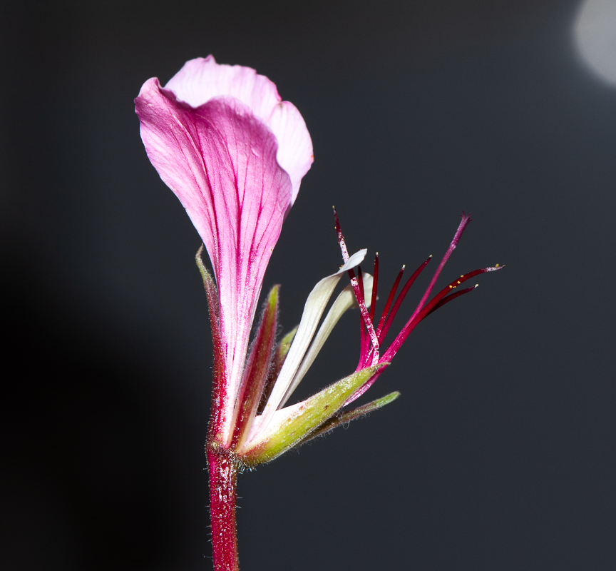 Изображение особи Pelargonium tetragonum.