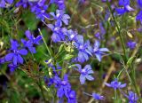 Delphinium consolida. Цветки и плоды. Московская обл., гор. округ Озёры, окр. с. Клишино, скошенное поле. 15.09.2019.
