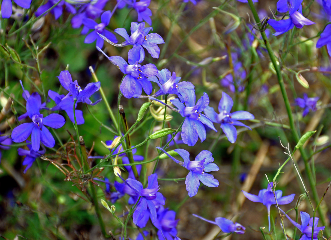 Изображение особи Delphinium consolida.