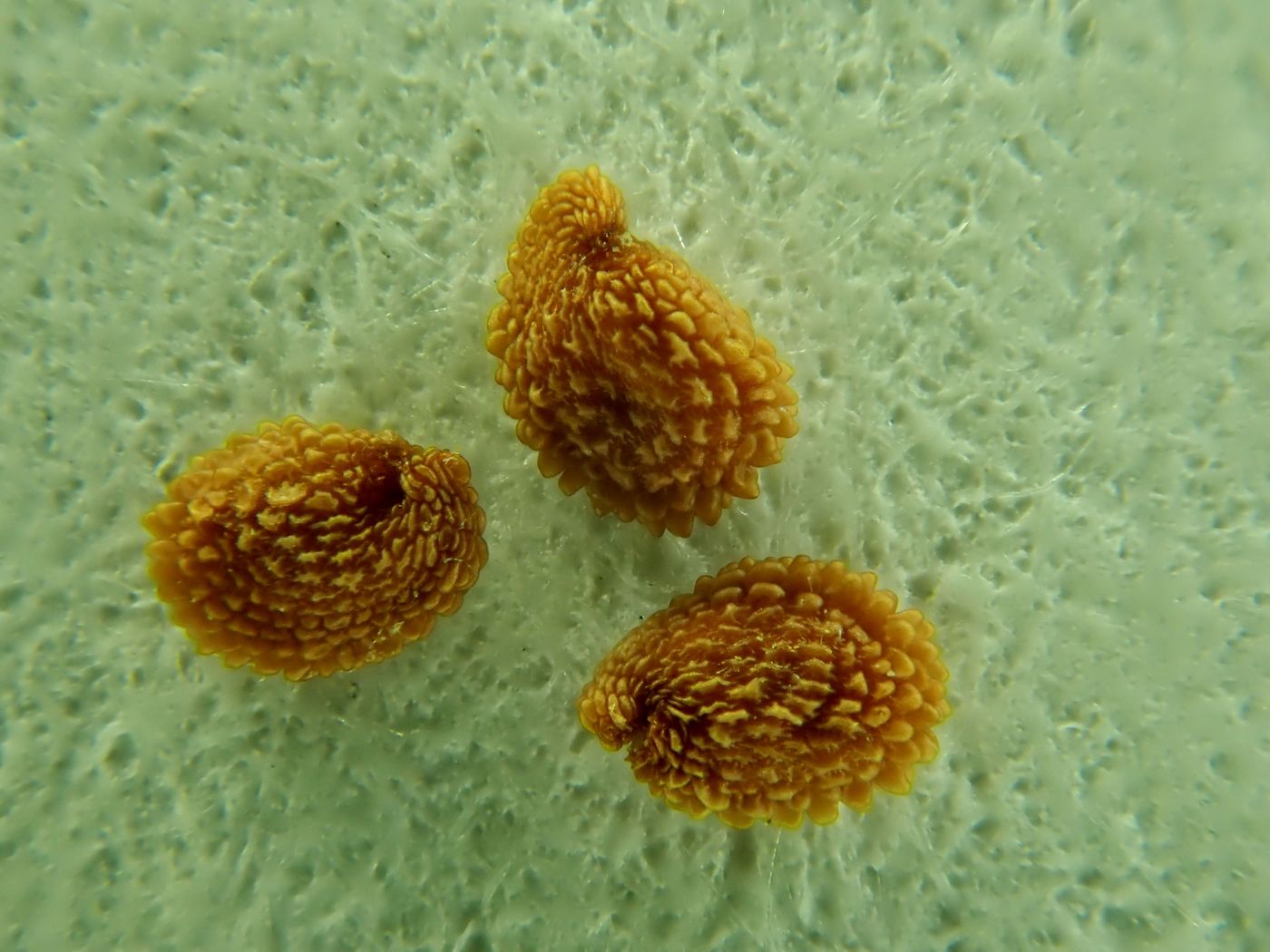 Image of Stellaria dahurica specimen.