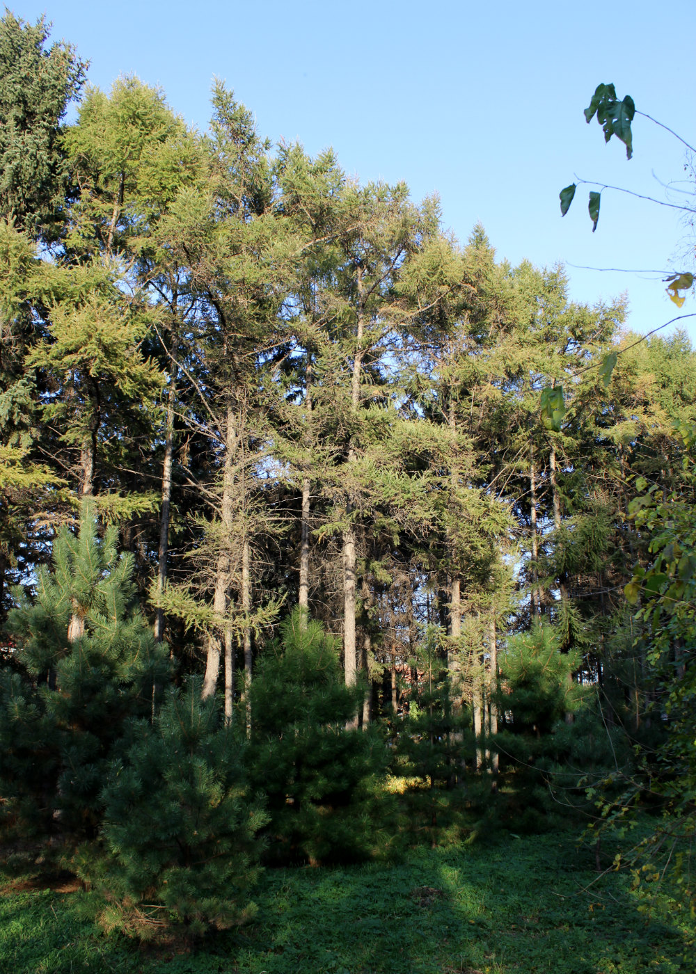 Image of Larix principis-rupprechtii specimen.