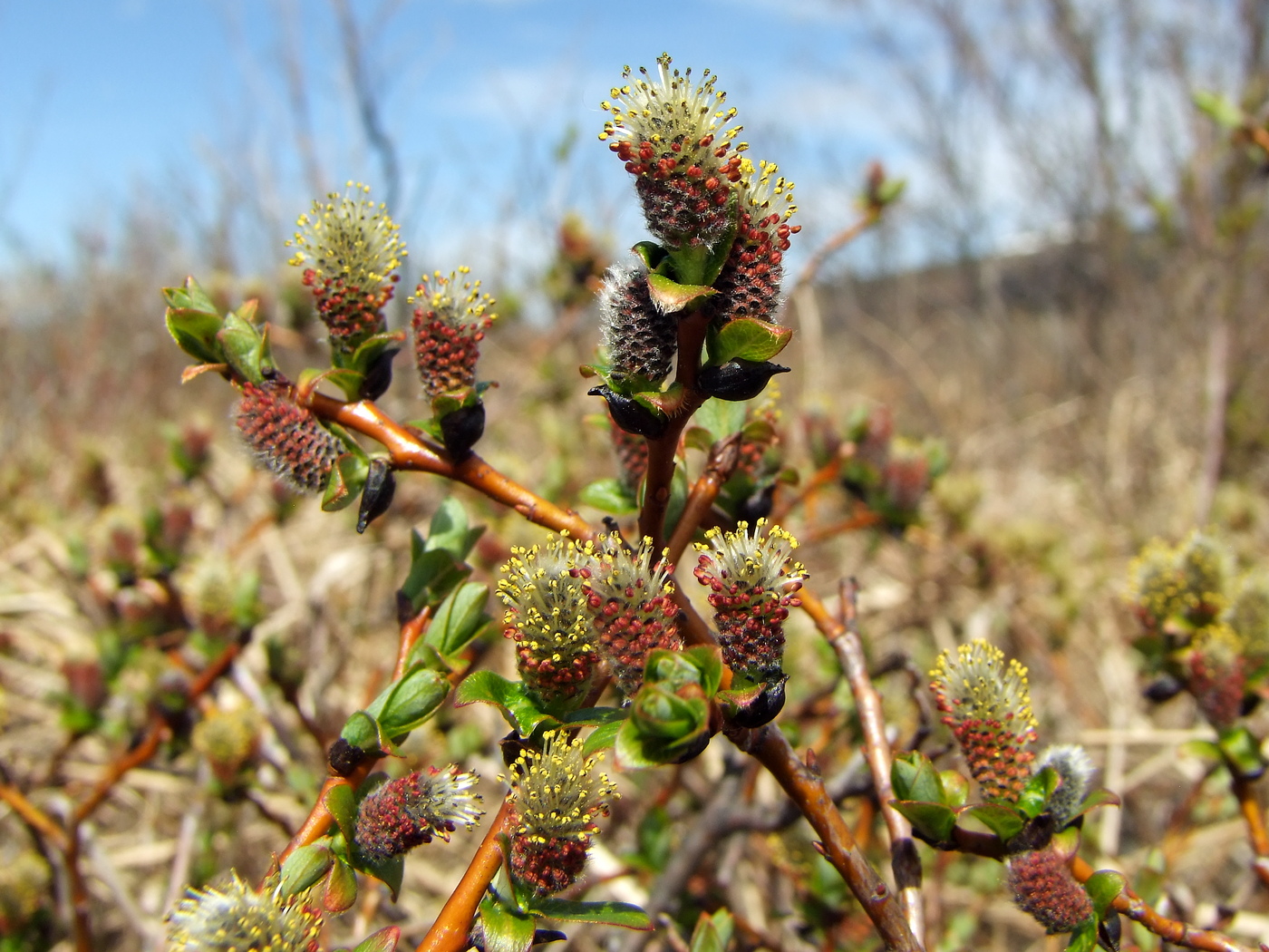 Изображение особи Salix fuscescens.