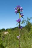 Campanula cervicaria. Верхушка цветущего растения. Ленинградская обл., Гатчинский р-н, окр. дер. Авколево, карьер \"Елизаветино\", зарастающий кустарниками луг на месте выработки известняка, склон канавы. 29.06.2019.