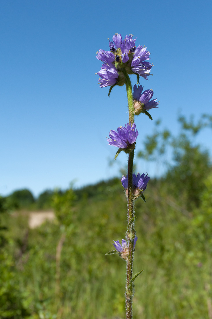 Image of Campanula cervicaria specimen.