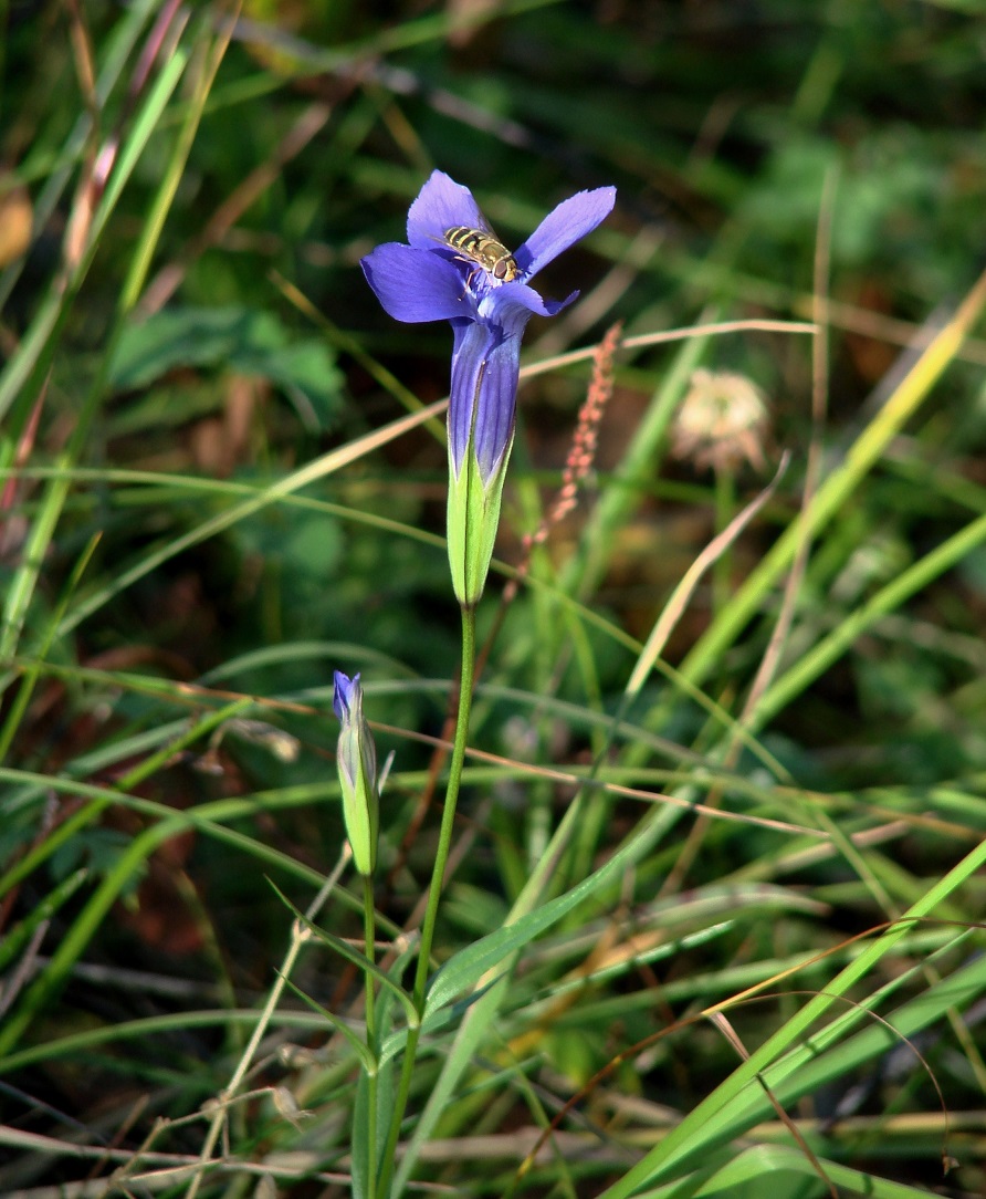 Image of Gentianopsis barbata specimen.