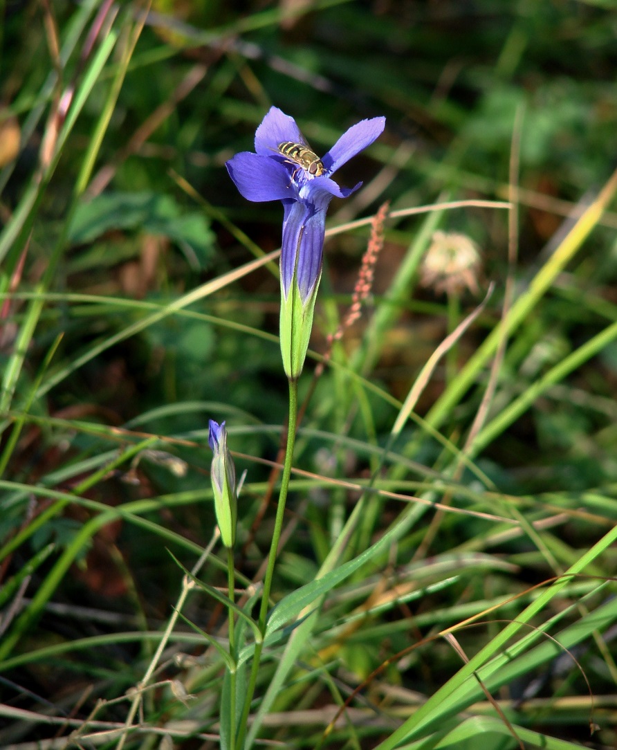 Изображение особи Gentianopsis barbata.